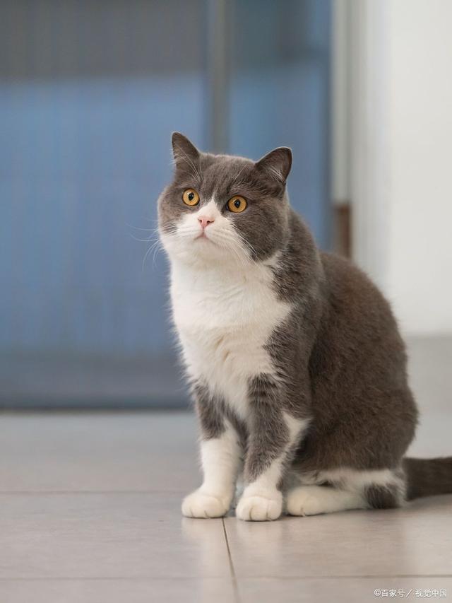 宠物猫(宠物猫怕冷吗)